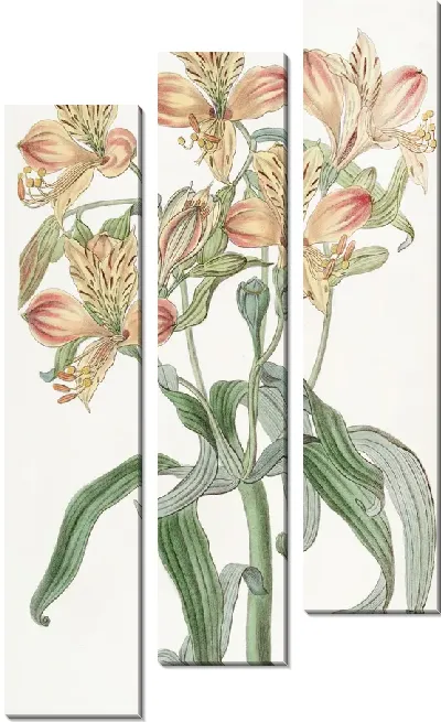 Картина Альстремерия оранжевоцветковая (1815-1819)