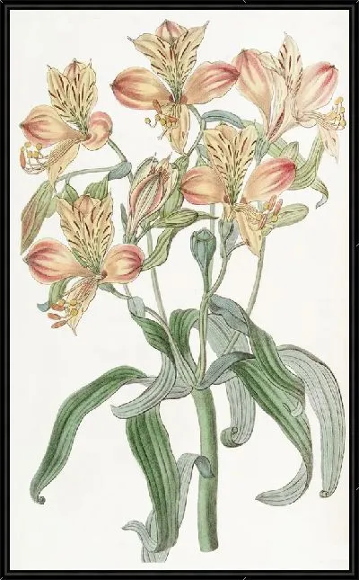 Картина Альстремерия оранжевоцветковая (1815-1819)