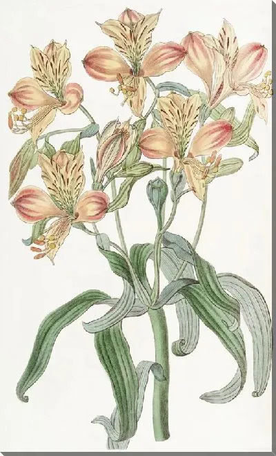 Картина Альстремерия оранжевоцветковая (1815-1819)