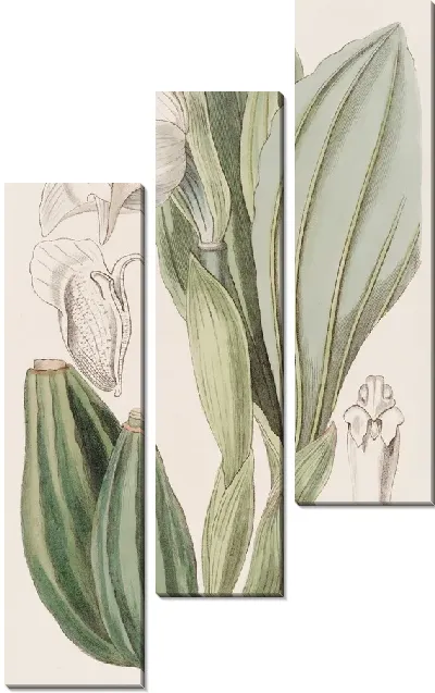 Картина Ангулоа одноцветковая (1815-1819)