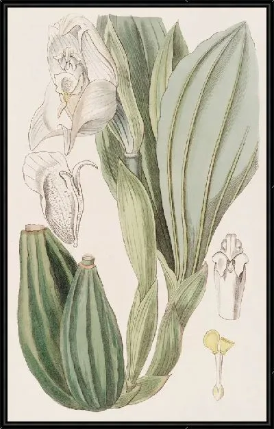 Картина Ангулоа одноцветковая (1815-1819)