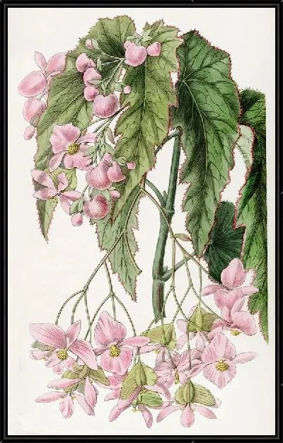 Картина Бегония благородноцветковая (1815-1819)