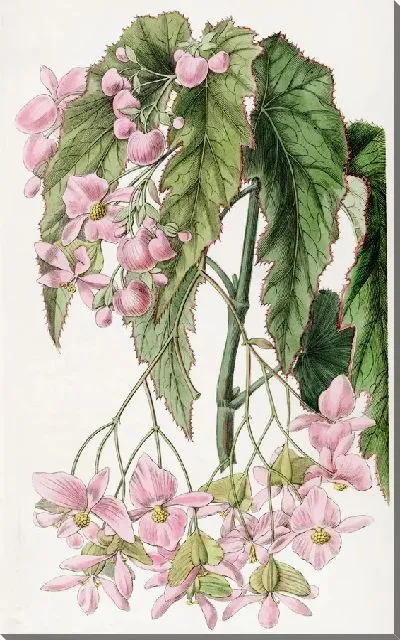 Картина Бегония благородноцветковая (1815-1819)