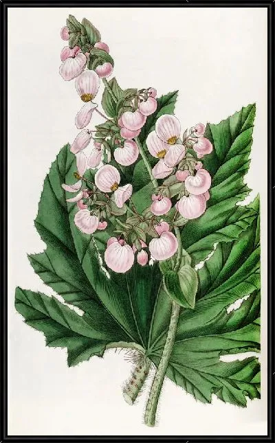Картина Бегония пастернаколистная (1815-1819)
