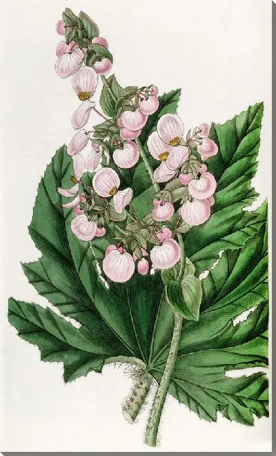 Картина Бегония пастернаколистная (1815-1819)