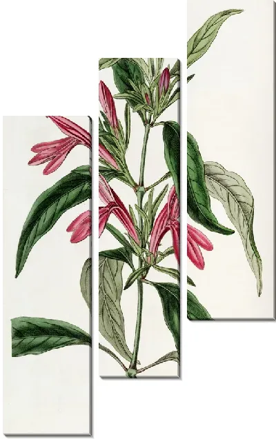 Картина Белопероне продолголистный (1815-1819)