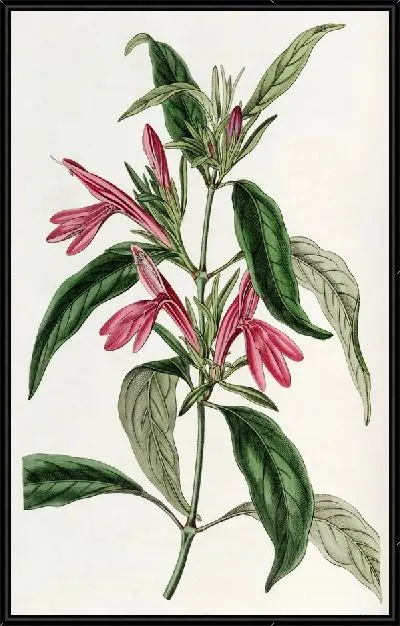 Картина Белопероне продолголистный (1815-1819)