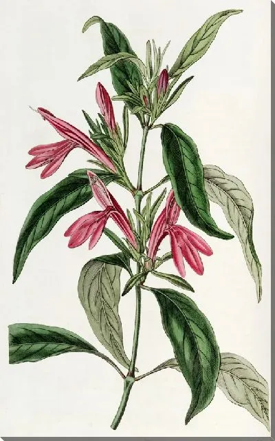 Картина Белопероне продолголистный (1815-1819)