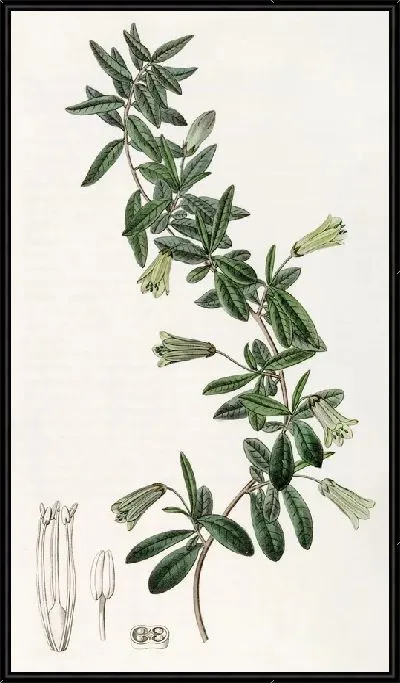 Картина Биллардьера овальнолистная (1815-1819)