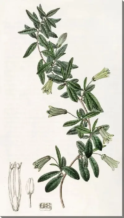 Картина Биллардьера овальнолистная (1815-1819)