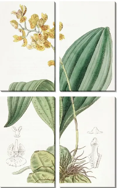 Картина Бифренария оранжевая (1815-1819)