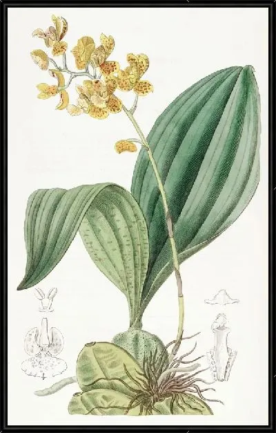 Картина Бифренария оранжевая (1815-1819)