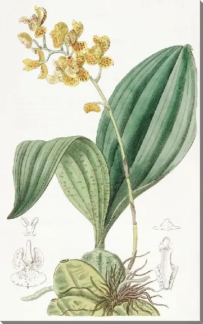 Картина Бифренария оранжевая (1815-1819)