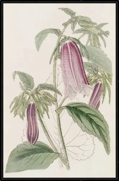 Картина Благородный колокольчик (1815-1819)