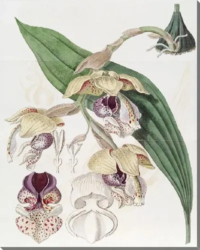 Картина Благородный Стэнхопеа (1815-1819)