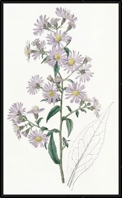 Картина Бледная астра (1815-1819)