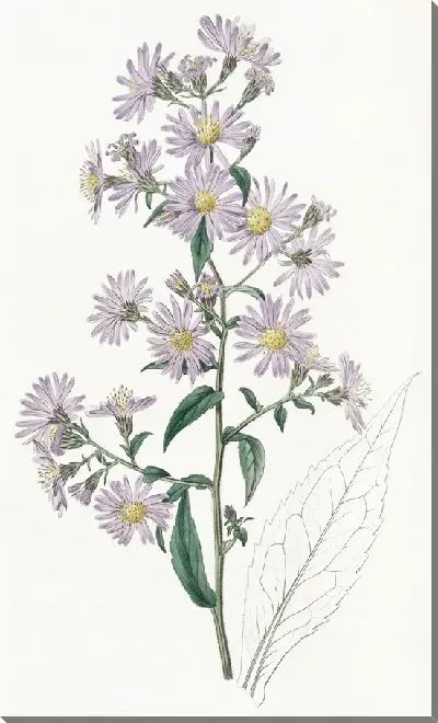 Картина Бледная астра (1815-1819)