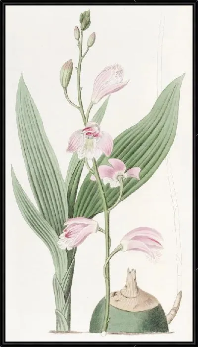 Картина Бледная Блетия (1815-1819)