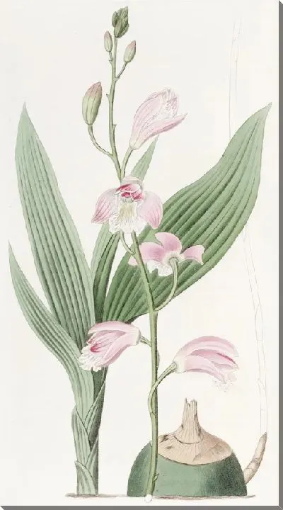 Картина Бледная Блетия (1815-1819)