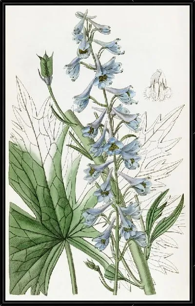 Картина Бледно-голубая переменная живость (1815-1819)