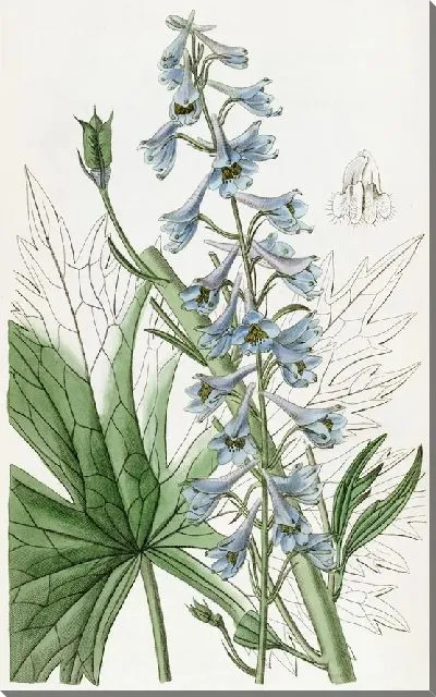 Картина Бледно-голубая переменная живость (1815-1819)