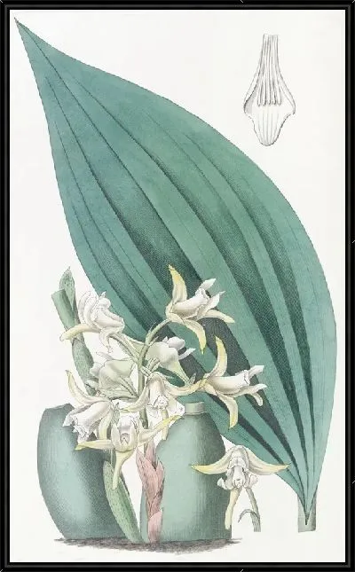 Картина Бледно-желтая максиллярия (1815-1819)