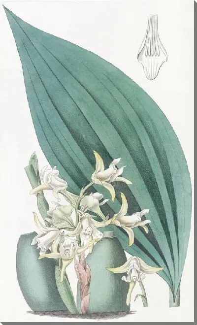 Картина Бледно-желтая максиллярия (1815-1819)