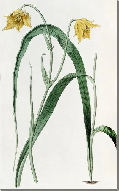 Картина Бледно-желтая Циклоботра (1815-1819)