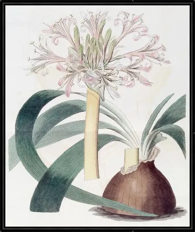 Картина Бледный Корана Амариллис (1815-1819)