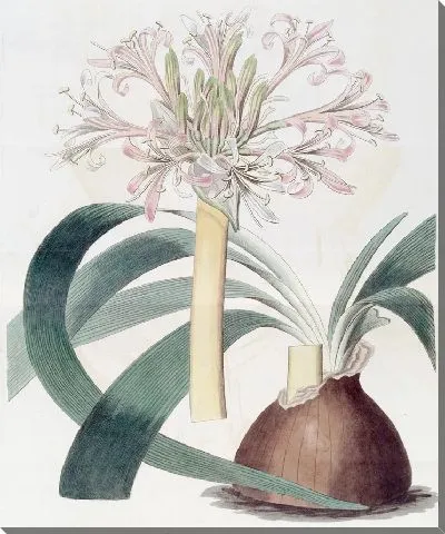 Картина Бледный Корана Амариллис (1815-1819)