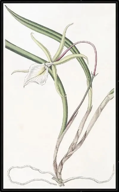 Картина Брасавола Перрина (1815-1819)