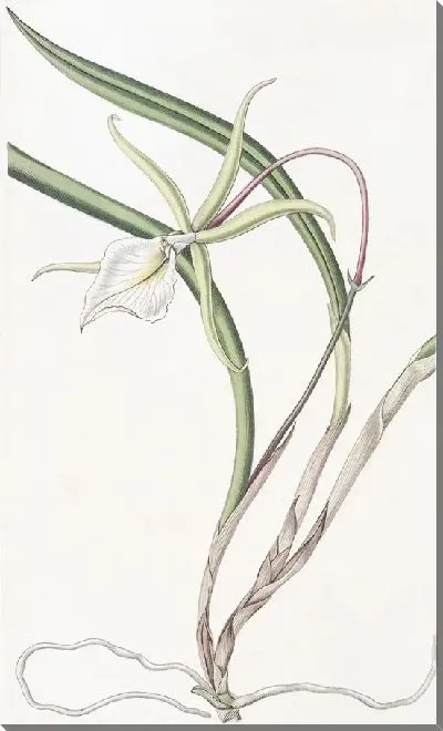 Картина Брасавола Перрина (1815-1819)