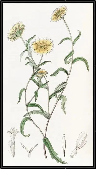 Картина Быкоглазая Оксюра (1815-1819)