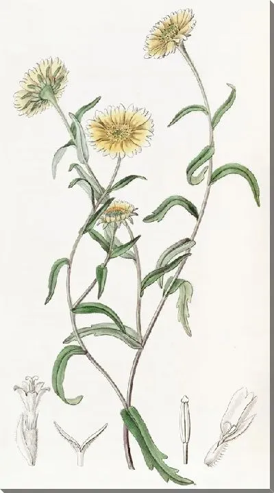 Картина Быкоглазая Оксюра (1815-1819)