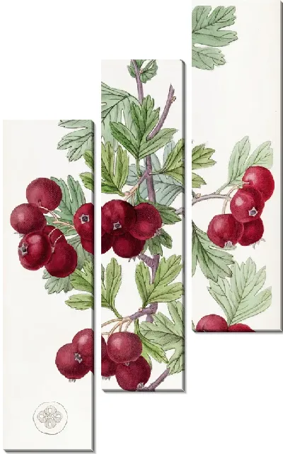 Картина Восточный боярышник (1815-1819)