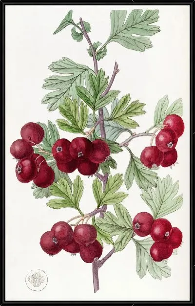 Картина Восточный боярышник (1815-1819)