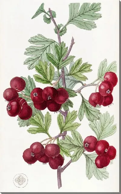 Картина Восточный боярышник (1815-1819)