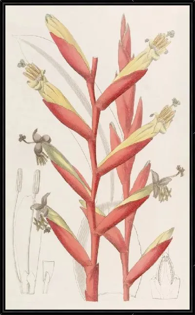 Картина Вриезия с попугаецветными цветами (1815-1819)