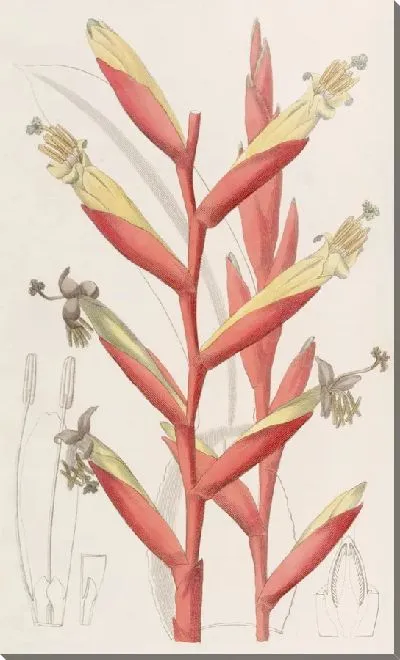 Картина Вриезия с попугаецветными цветами (1815-1819)