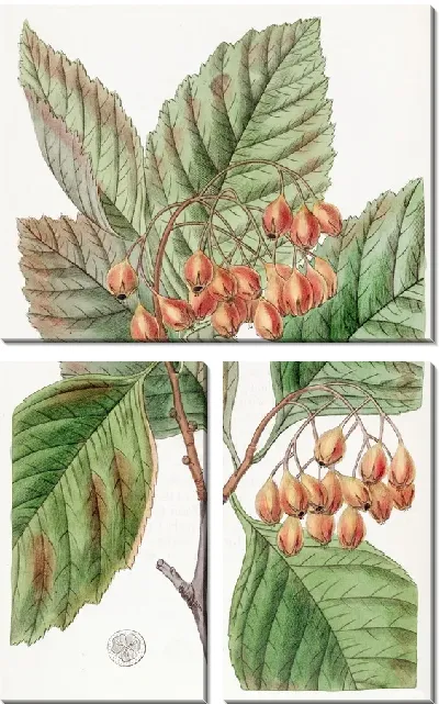 Картина Грушевидный шип (1815-1819)