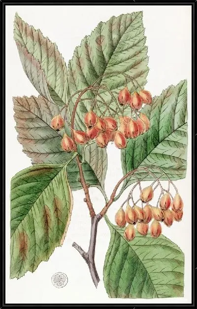 Картина Грушевидный шип (1815-1819)