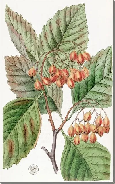 Картина Грушевидный шип (1815-1819)