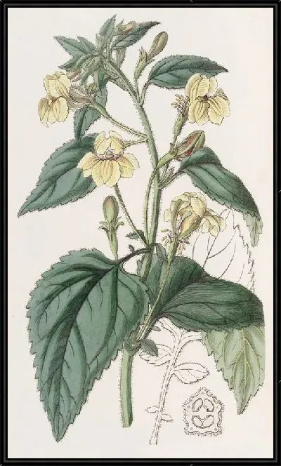 Картина Гудения яйцелистная (1815-1819)