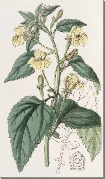 Картина Гудения яйцелистная (1815-1819)