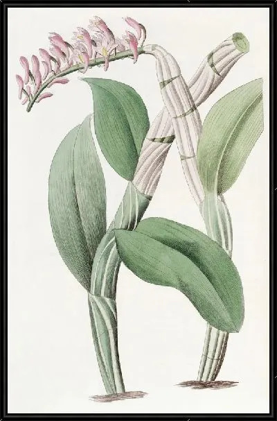 Картина Дендробиум односторонний (1815-1819)