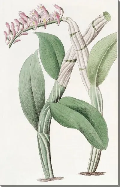 Картина Дендробиум односторонний (1815-1819)