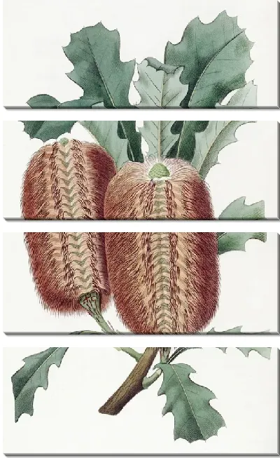 Картина Дуболистная Банксия (1815-1819)