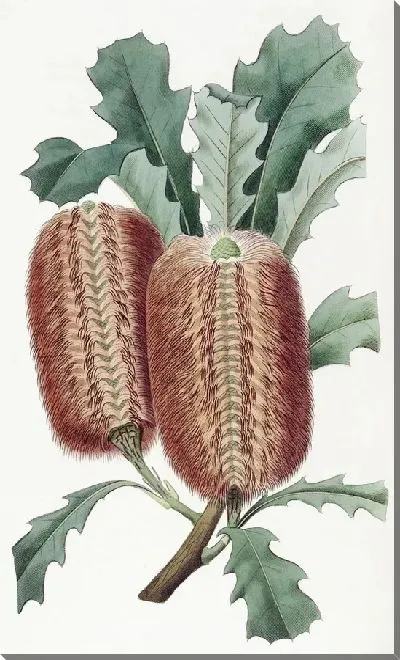 Картина Дуболистная Банксия (1815-1819)