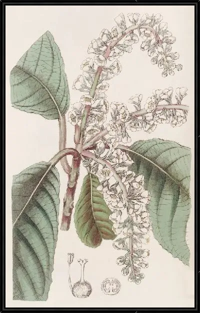 Картина Дуболистная Клетра (1815-1819)