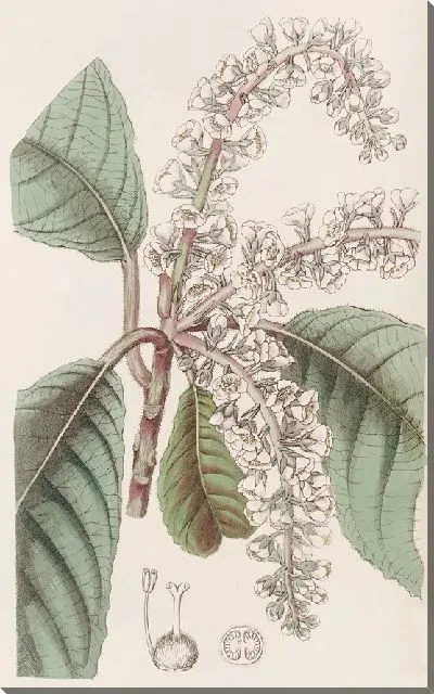 Картина Дуболистная Клетра (1815-1819)